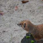 Roofdieren Rode meerkat